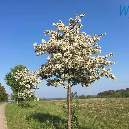 Having * Sellin (Rugen)