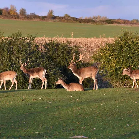 Ferienhaus Having Sellin (Rugen)